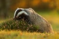 male European badger Meles meles) looking for food in the heather Royalty Free Stock Photo