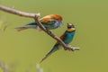 The male European bee-eater (Merops apiaster) hashtagging on branches Royalty Free Stock Photo