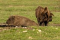 Male European bison family , in the autumn forest. Brown, Romania. Royalty Free Stock Photo