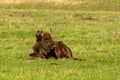 Male European bison family , in the autumn forest. Brown, Romania. Royalty Free Stock Photo