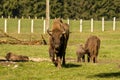 Male European bison family , in the autumn forest. Brown, Romania. Royalty Free Stock Photo