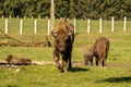 Male European bison family , in the autumn forest. Brown, Romania. Royalty Free Stock Photo