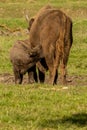 Male European bison family , in the autumn forest. Brown, Romania. Royalty Free Stock Photo