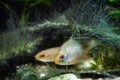 Male of European bitterling and sunbleak, beautiful temperate adult fish watch attentively and hide in driftwood covered in algae