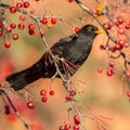 Male European Blackbird feeding on berries