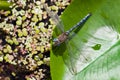 Male of European Blue Emperor Dragonfly Anax imperator resting on a leaf of yellow water lily Royalty Free Stock Photo