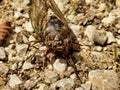 European Cicada Royalty Free Stock Photo