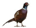 Male European Common Pheasant, Phasianus colchicus, a bird in the pheasant