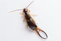 A male European earwig on a solid white background Royalty Free Stock Photo
