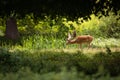 Male European fallow deer grazing in the green meadow. Royalty Free Stock Photo