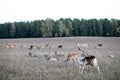 A male European fallow deer scratches its back in a meadow Royalty Free Stock Photo