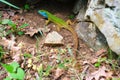 Male European green lizard Lacerta viridis in nature, on the ground near a rock - full length close up. Royalty Free Stock Photo