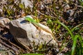 Male european green lizard lacerta viridis on a rock Royalty Free Stock Photo