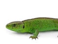 Male european green sand lizard, Lacerta agilis, isolated on white background, close up Royalty Free Stock Photo