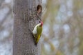 Green woodpecker sitting next to the nest hole Royalty Free Stock Photo