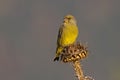 Male European Greenfinch Royalty Free Stock Photo
