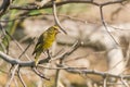 Male European greenfinch or chloris chloris on twig Royalty Free Stock Photo