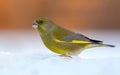 Male European Greenfinch great posing on hard snow in winter