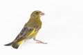 Male European Greenfinch isolated on a white background carduelis chloris