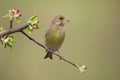 Male european greenfinch sitting on twig with red flowers and facing camera. Royalty Free Stock Photo