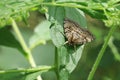 Male European Gypsy Moth, Lymantria dispar, a destructive invasive species in North America