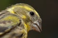 Male European serin, Inagua, The Nublo Rural Park.