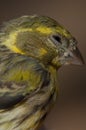 Male European serin, Inagua, The Nublo Rural Park.