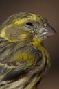 Male European serin, Inagua, The Nublo Rural Park.