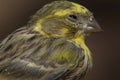 Male European serin, Inagua, The Nublo Rural Park.