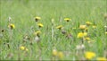 Male European songbird Common linnet, Carduelis cannabina on the ground and eating Dandelion seeds