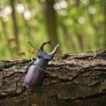 Male of European stag beetle crawling on the oak tree with green background.h giant mandibles Royalty Free Stock Photo