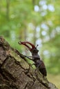 Male of European stag beetle crawling on the oak tree with green background.