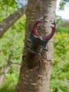 Male European stag beetle insect on tree branch Royalty Free Stock Photo