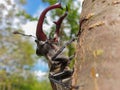 Male European stag beetle insect on tree branch Royalty Free Stock Photo