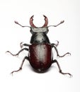 Male European stag beetle Lucanus cervus alive Royalty Free Stock Photo