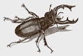 Male European stag beetle lucanus cervus in top view Royalty Free Stock Photo