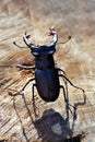 Male of European stag beetle Lucanus cervus