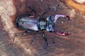 Male of European stag beetle Lucanus cervus