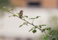 Male European Stonechat