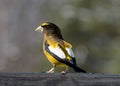 Male Evening Grosbeak. Royalty Free Stock Photo