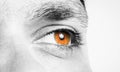 Male eye shot Royalty Free Stock Photo