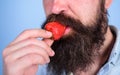 Male face beard try strawberry. Berry male mouth surrounded beard mustache. Gastronomic pleasure. Desire concept. Oral Royalty Free Stock Photo