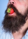 Male face beard try strawberry. Berry male mouth surrounded beard mustache. Gastronomic pleasure. Man eat sweet Royalty Free Stock Photo