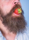 Male face beard try strawberry. Berry male mouth surrounded beard mustache. Gastronomic pleasure. Man eat sweet Royalty Free Stock Photo