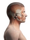 The male facial muscles