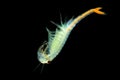 The male Fairy Shrimp Branchipus schaefferi captured close up with black background. A beautiful white crustacean swimming in th Royalty Free Stock Photo