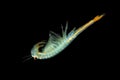 The male Fairy Shrimp Branchipus schaefferi captured close up with black background. A little beautiful white crustacean Royalty Free Stock Photo