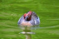 Male Falcated Duck