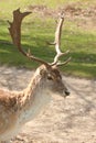 Male fallow dear Royalty Free Stock Photo