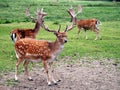 Male Fallow deer Royalty Free Stock Photo